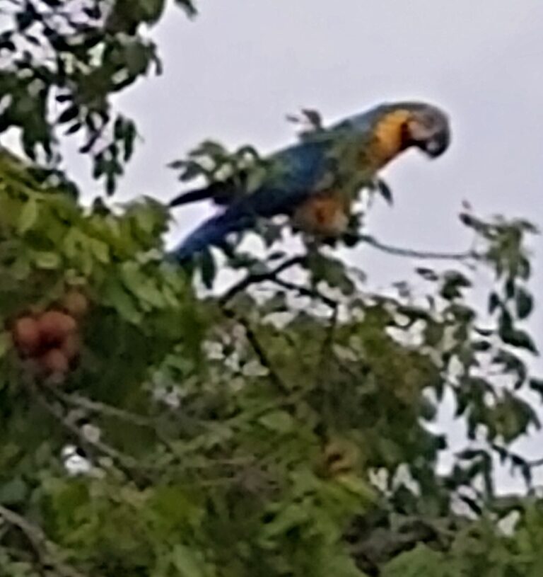 “A DEGRADAÇÃO AMBIENTAL PREOCUPA NO DISTRITO FEDERAL”  diz jornalista do BSB Times