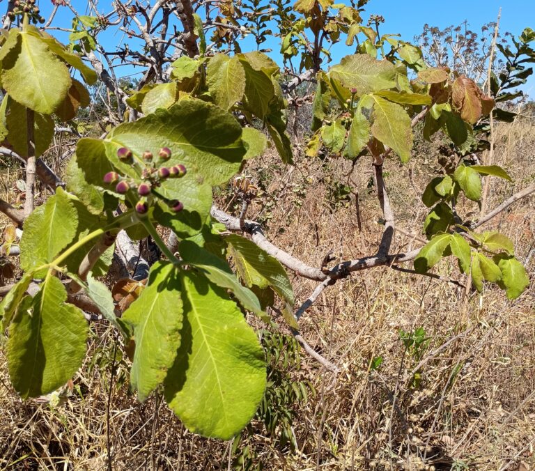 EDITAL – edital – EDITAL – edital – EDITAL